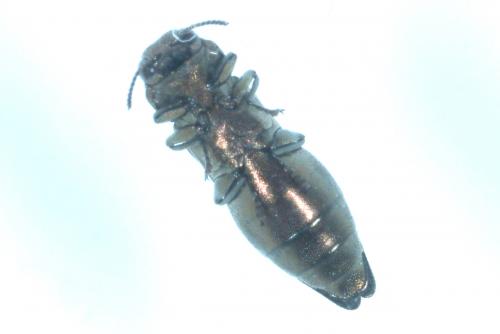 Réf. 263 003 : Agrilus sp.